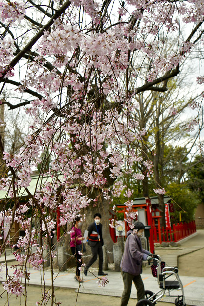写真: 新田神社に咲く (2)