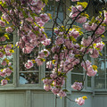 洋館と八重桜
