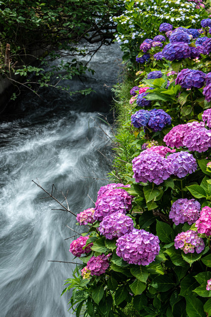 写真: 渓流に咲く
