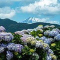 写真: アジサイと富士山