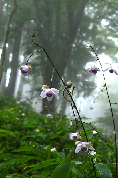 写真: 再現像「霧中に咲く」