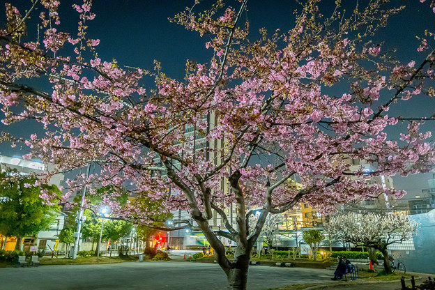写真: 夜桜「河津桜」