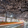 Photos: 夜桜&光跡
