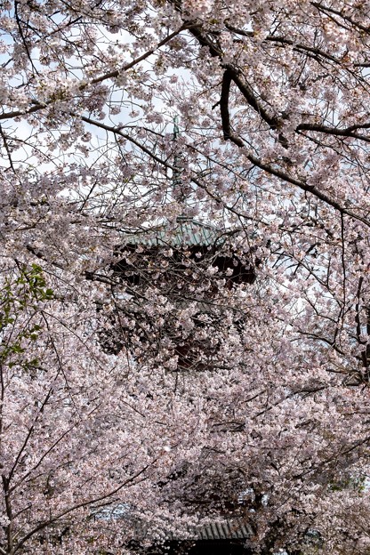 写真: 桜吹雪舞う (2)