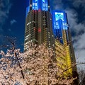 写真: 夜桜&都庁