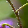 Photos: 水滴纏った我が家の「紫蘭」