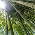 写真: 夏の竹林