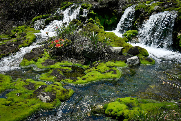 写真: チャッボミ苔の小滝