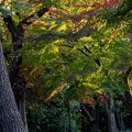 秋深まる本門寺公園 (2)