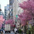 Photos: 日本橋に咲くおかめ桜 (2)