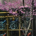 Photos: 日本橋に咲くおかめ桜 (3)