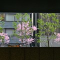 日本橋のおかめ桜 (2)
