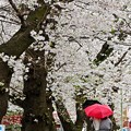 Photos: 雨の桜坂 (3)