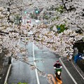 Photos: 雨の桜坂 (4)