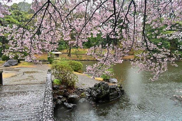 写真: 桜雨1