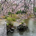 Photos: 桜雨1