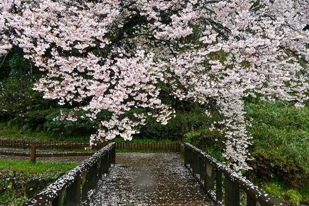写真: 桜雨2