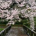 Photos: 桜雨2