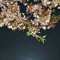十三夜桜