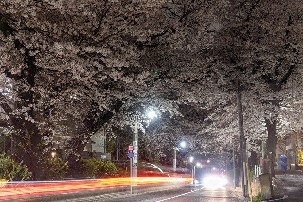 Photos: 夜の桜坂