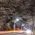 写真: 夜の桜坂