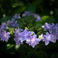 写真: 紫陽花 (2)