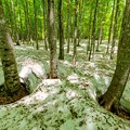 写真: 根開けの森　再現像