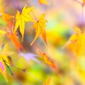 Photos: 秋の彩2