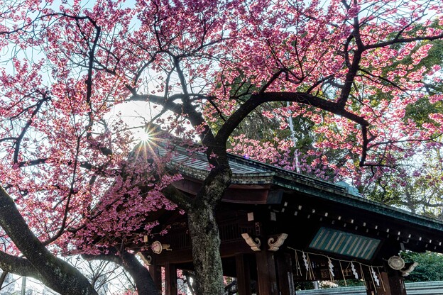 Photos: 寒緋桜　荏原神社