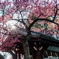 Photos: 寒緋桜　荏原神社
