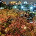 Photos: 池上梅園ライトアップ