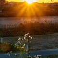 写真: 夕日浴びるハナダイコン
