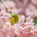 写真: 桜に包まれて