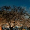 本門寺の一本桜 (2)
