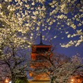 写真: 夜桜&五重塔