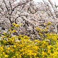 写真: 御苑の桜 (1)