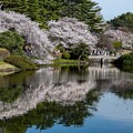 写真: 御苑の桜 (2)