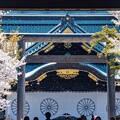 写真: 靖国神社の桜 (1)
