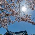 靖国神社の桜 (2)