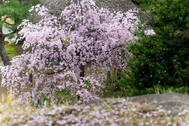 写真: 懐古園の枝垂桜 (3)