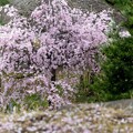 懐古園の枝垂桜 (3)