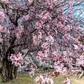 懐古園の枝垂桜 (1)