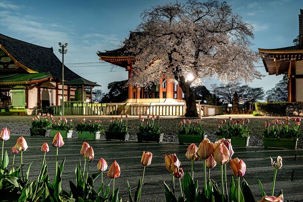 「夜桜」本門寺境内