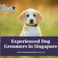 写真: Dog Grooming Singapore
