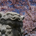 写真: 小樽の桜　水天宮その１