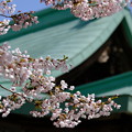 写真: 小樽の桜　水天宮その３