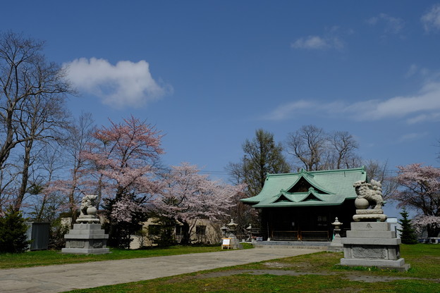 写真: 小樽の桜　水天宮その４