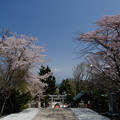 写真: 小樽の桜　住吉神社その２