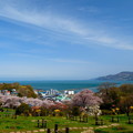 写真: 小樽の桜　手宮公園その４