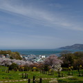 写真: 小樽の桜　手宮公園その５